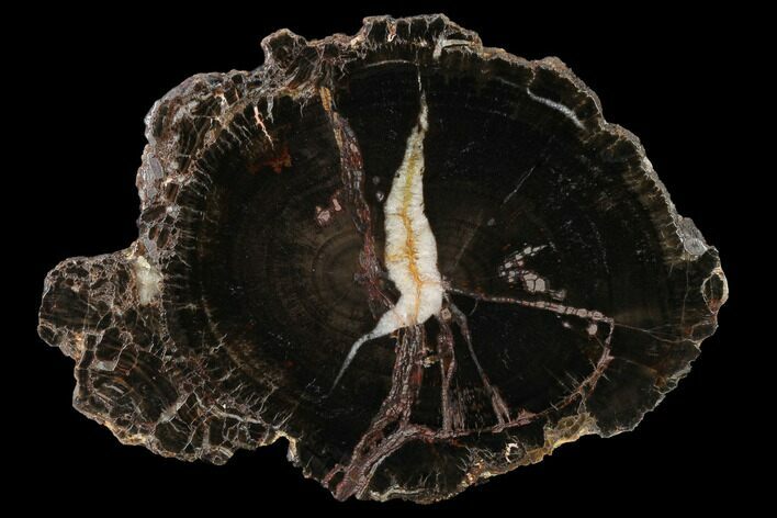 Triassic Petrified Wood (Araucaria) Slab - Utah #166480